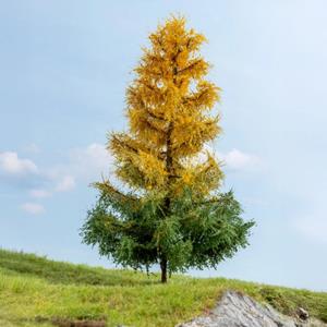 Noch Lärche herbstlich.jpg